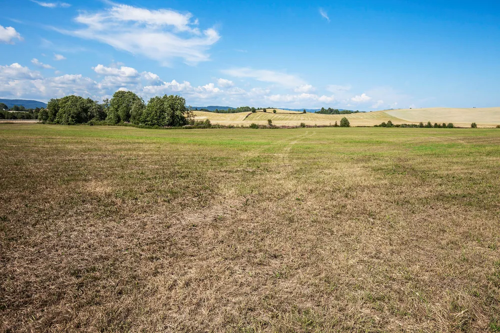 Mange bønder har slitt med tørke i hele sommer. Nå kan det koste staten flere hundre millioner kroner. Foto: Halvard Alvik/NTB Scanpix