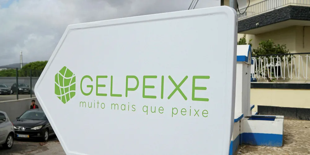 All roads lead to exports for Portuguese processor Gelpeixe.