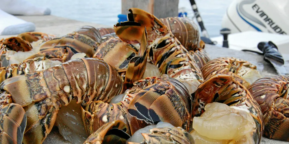 Spiny lobster fishery is now MSC certified.