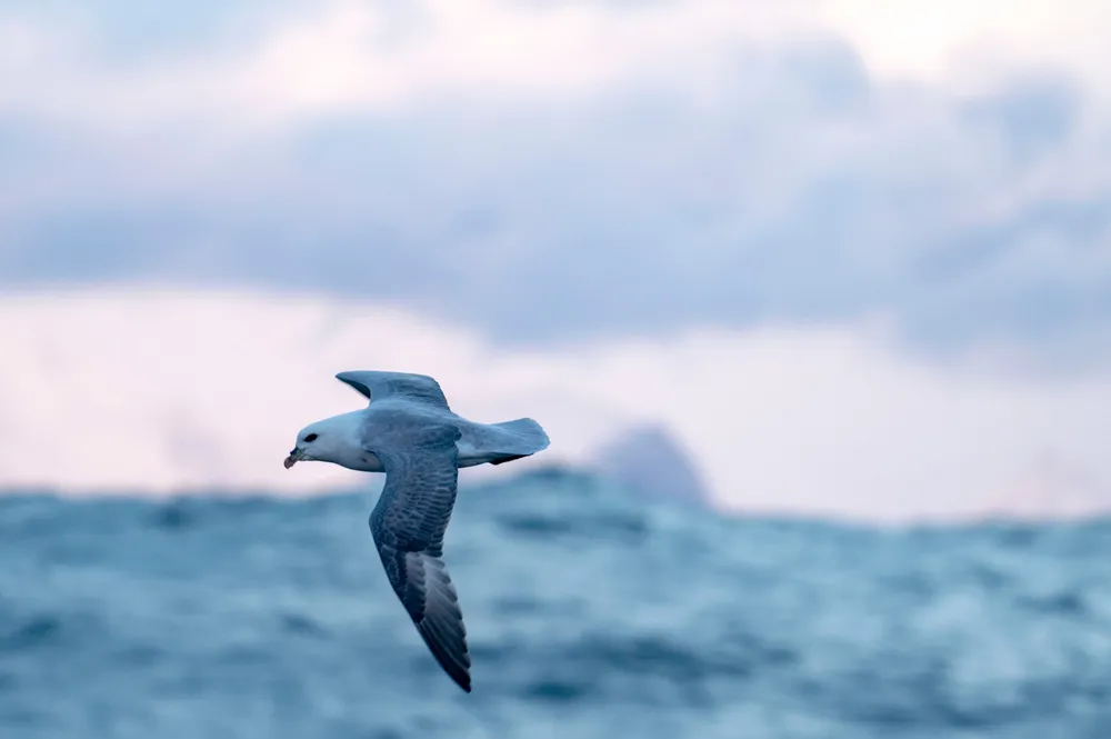 I Europa brukes havhest som en indikator på mengden plast som flyter på overflaten av havet.