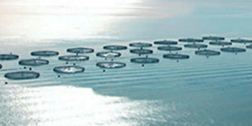 Chile salmon farmer Invermar slapped with fine for misreporting sea lice