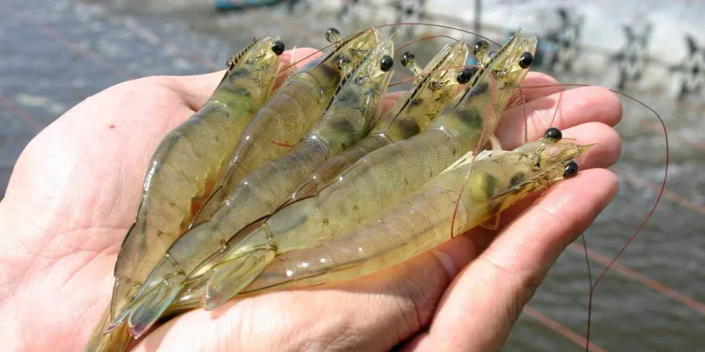 CPF camanor. Brazil shrimp.