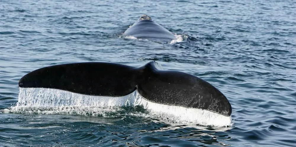 Installation is restricted to protect the Right Whale.