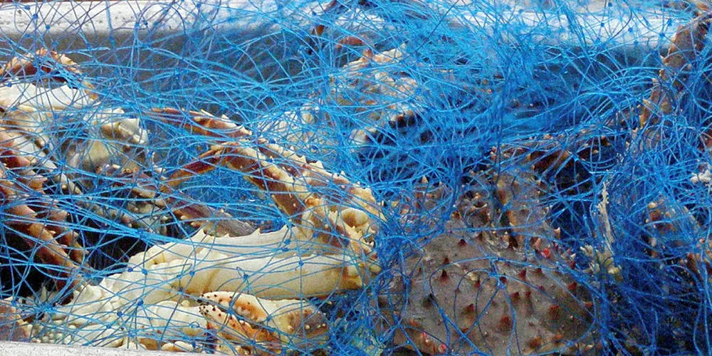 PROBLEMFANGST: Kongekrabber i seigarn i Øst-Finnmark. Det er dette problemet som har vært grunnlaget for at fiskere i Øst-Finnmark har fått kvoterettigheter i kongekrabbefisket.