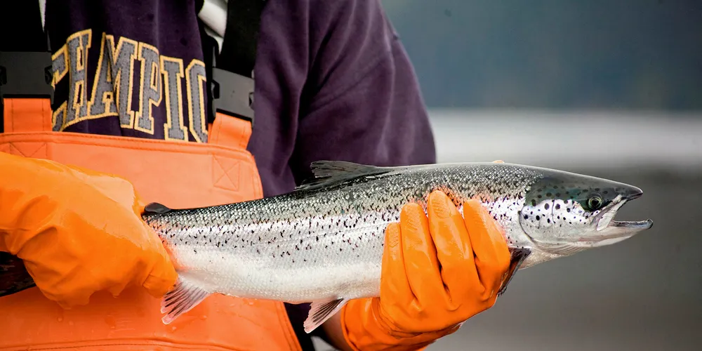 Marine Harvest Canada MD to step down