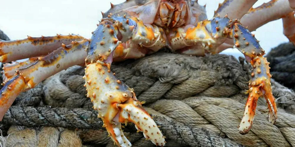 The company is looking to convert one of its crab vessels.