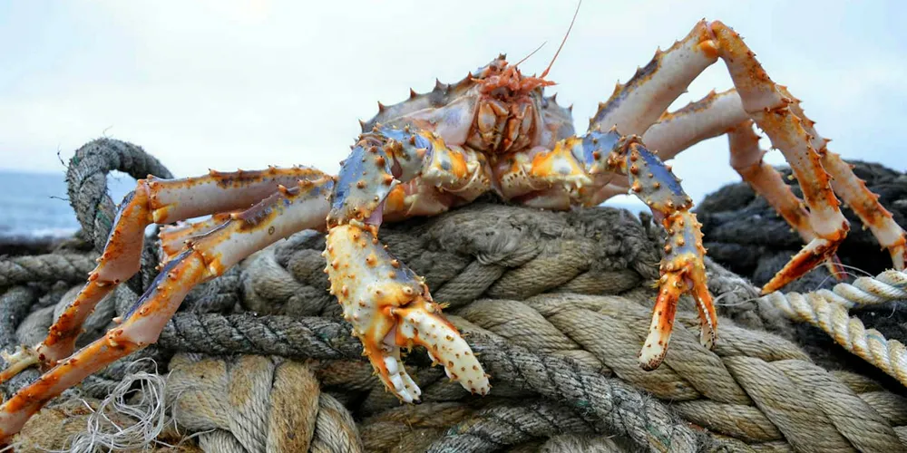 Russian crab company Antey mulls extention of groundfish sector.