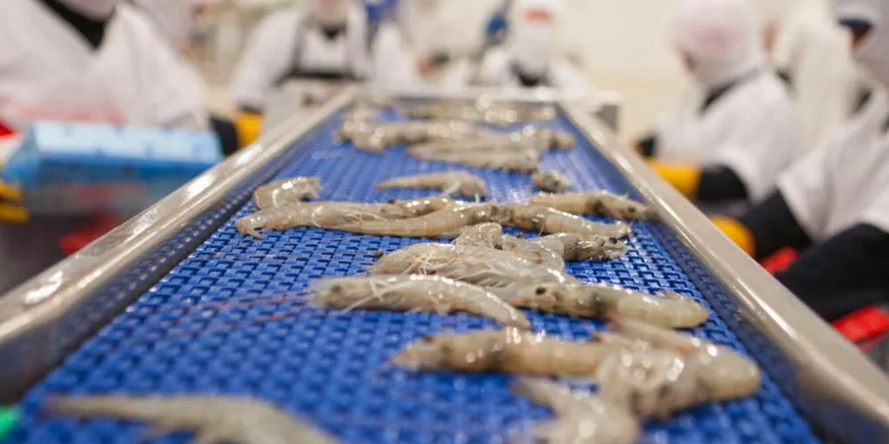 Ecuador shrimp exports to China were on a par with the same month last year.