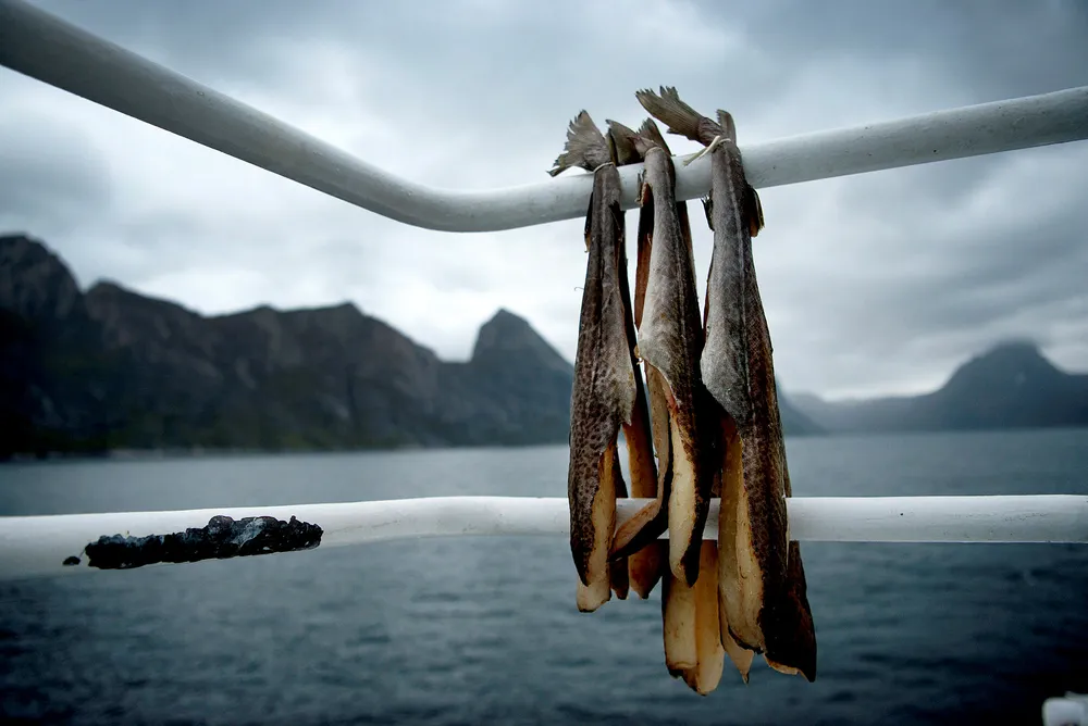 Innen oppdrett handler det om biologisk kontroll over store områder. Innen fisk generelt handler det om kontroll over hele verdikjeden for å sikre høy kvalitet helt frem til middagstallerkenen. Havfisk-oppkjøpet er ett eksempel, sier forfatteren. Foto: Mikaela Berg