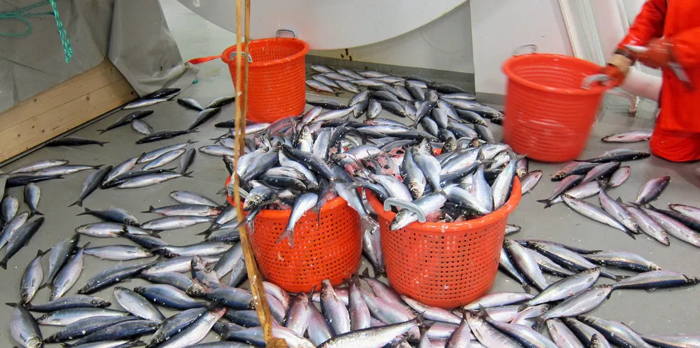 Havfiskeflåten og Fiskarlaget ser ut til oppleve det som en stor trussel at den minste flåten tilbakeføres noen kilo fisk.