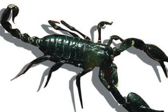 Stung: management shake up at Scorpion as Seadrill looks to take control