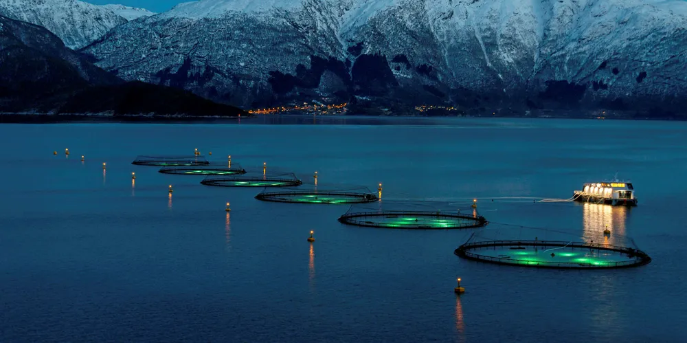 Higher costs drive down financials of salmon farmer Lingalaks