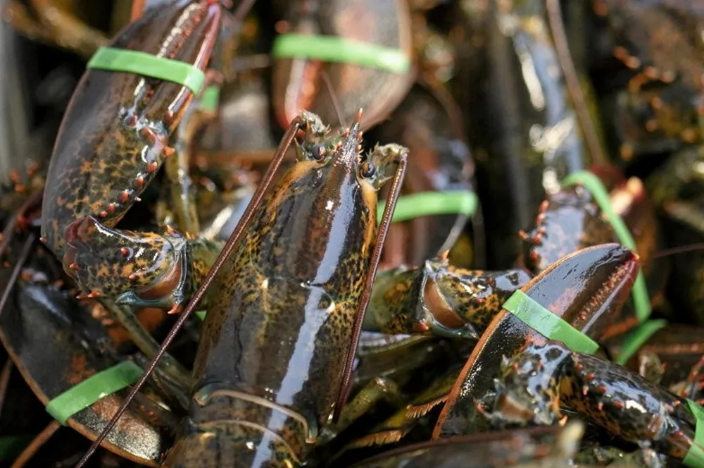 In Atlantic Canada Royal Greenland said it owns nine seafood processing facilities, with seven located in Newfoundland and Labrador.