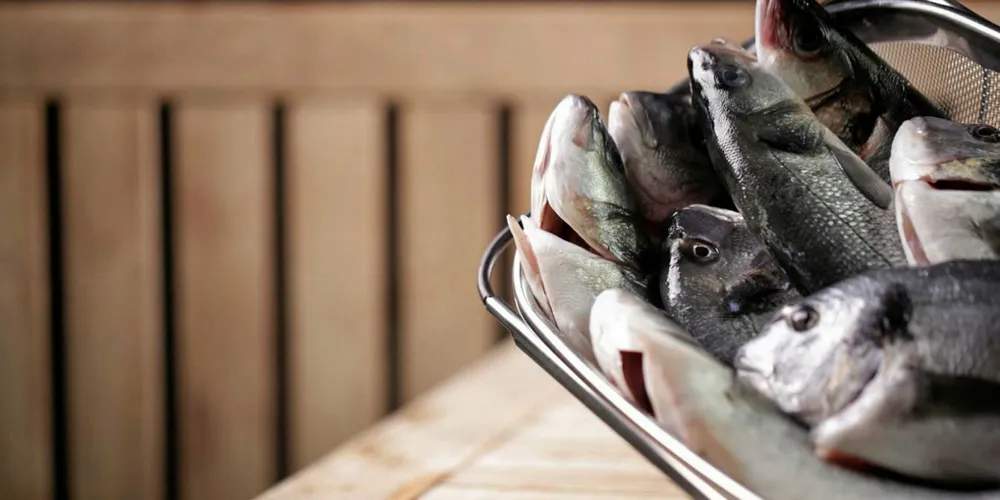 Ilknak Aquaculture's sea bass and sea bream