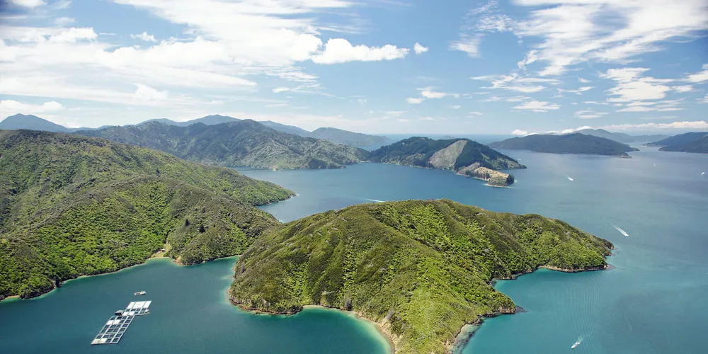New Zealand King Salmon is hunting for a new COO.