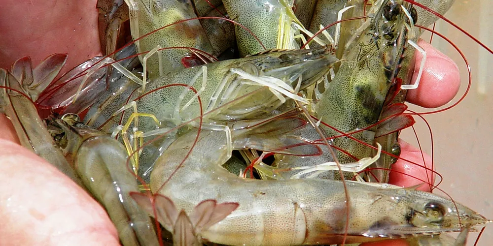 Brazil shrimp producers have a new case in hand.