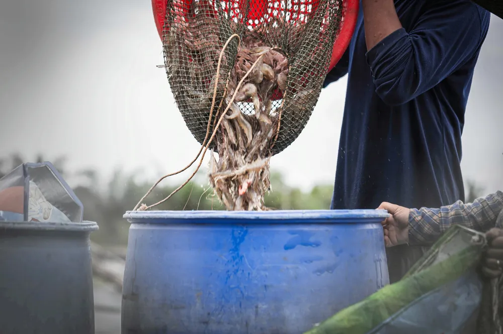 The US government has added shrimp from India to a list of products suspected to be produced by forced labor.