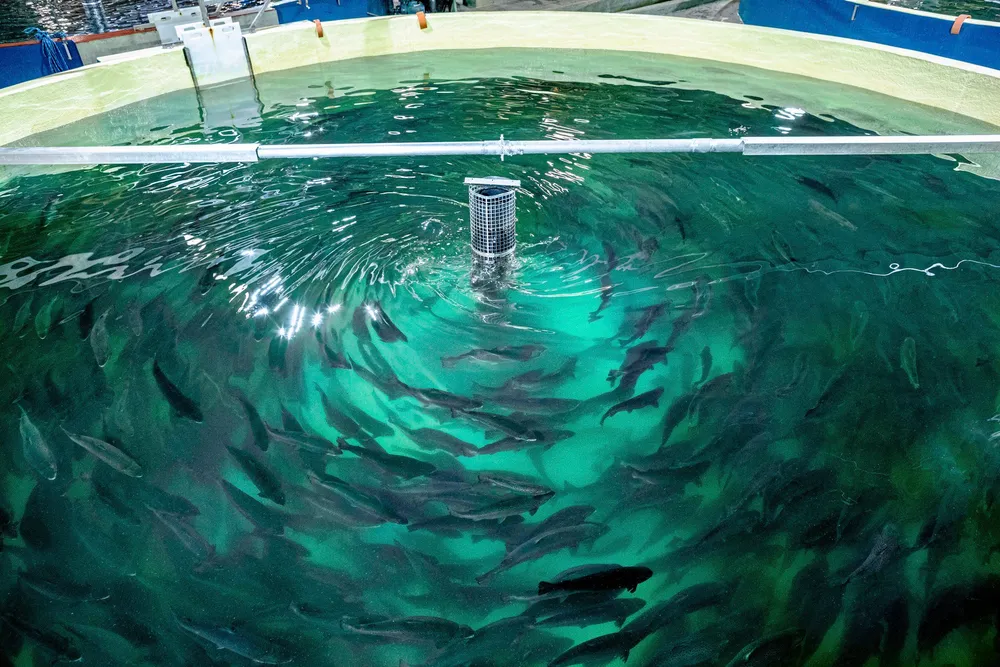 Could the Pure Salmon project and others be halted in France?