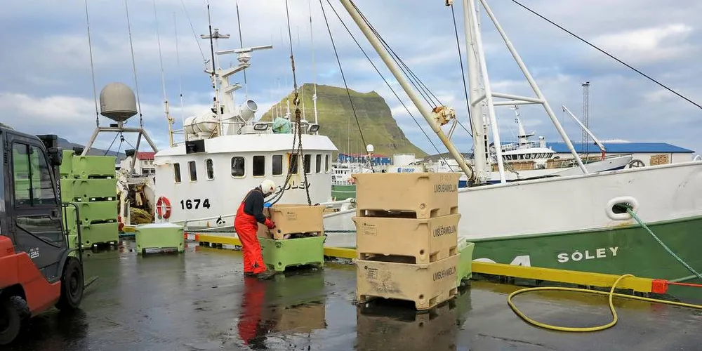 Verdien av landingene til fiskerne på Island ble kraftig redusert i 2017. Bildet er fra landinger i Grundarfjordur på Island.Foto: Nils Torsvik