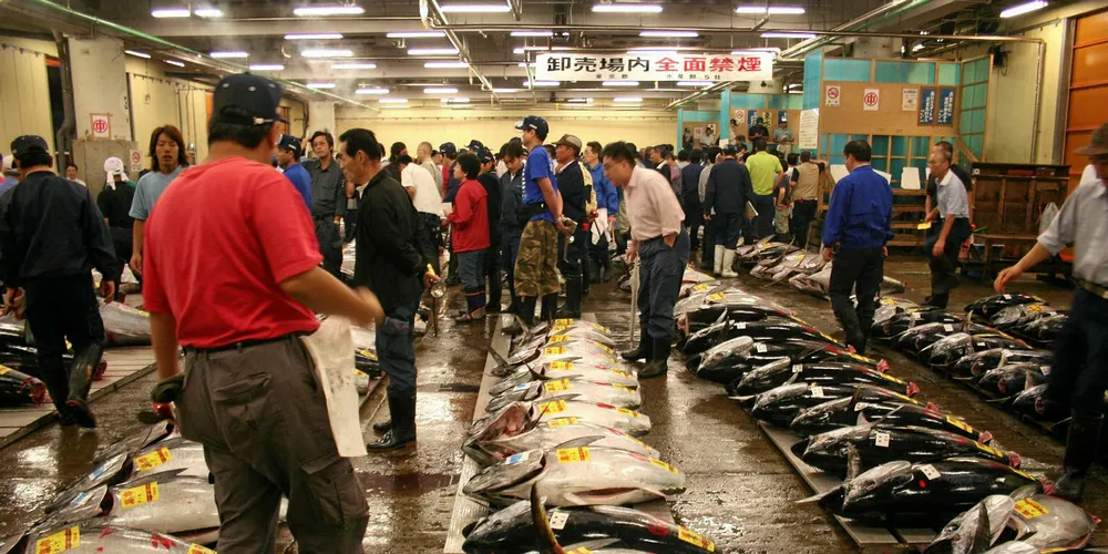 Most of the tuna caught on the Solomon Islands has been shipped to Japan.