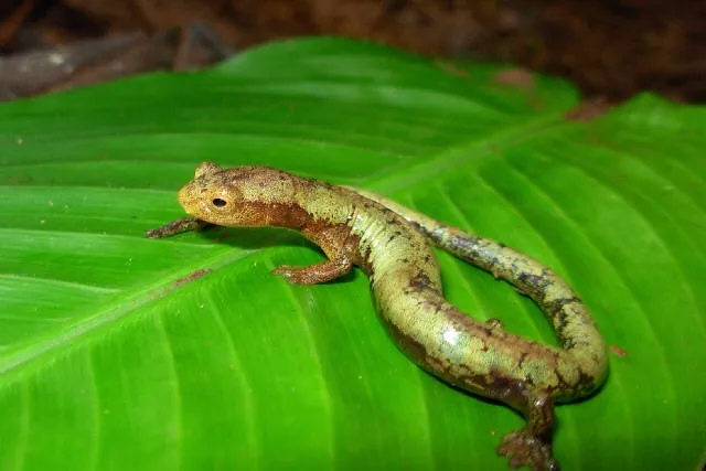 Salamander: the UK-listed company has started drilling in the North Kutei basin, off Indonesia