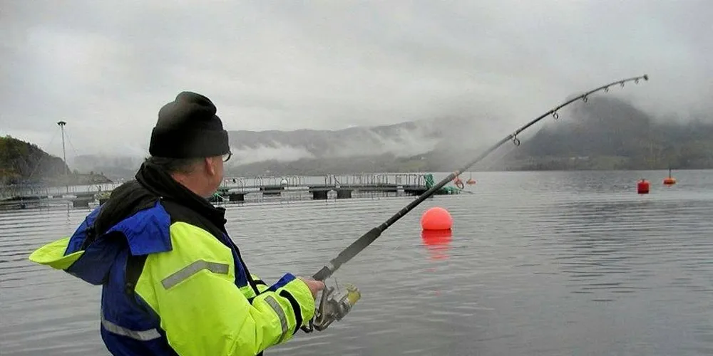 TURISTFISKE: Det er svært artsspesifikt hvordan en fisk reagerer på fang og slipp. Noen arter blir lite påvirket, mens andre blir sterkt påvirket.Illustrasjonsfoto: Willy Hauge