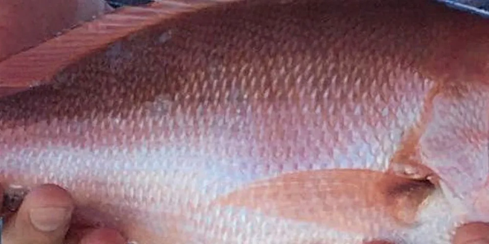 Netuno USA is investing in its own red snapper fleet as part of growth and sustainability drives