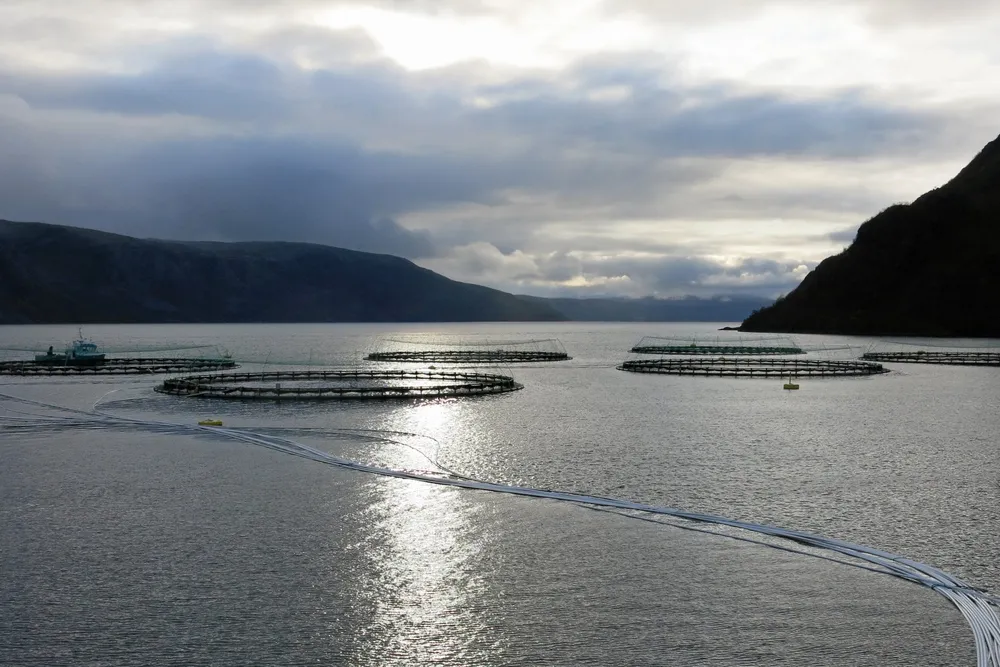 Lokaliteten Olderfjord i Hammerfest kommune er hardest rammet. Her må 692.933 laks med en snittvekt på 2,9 kilo slaktes.