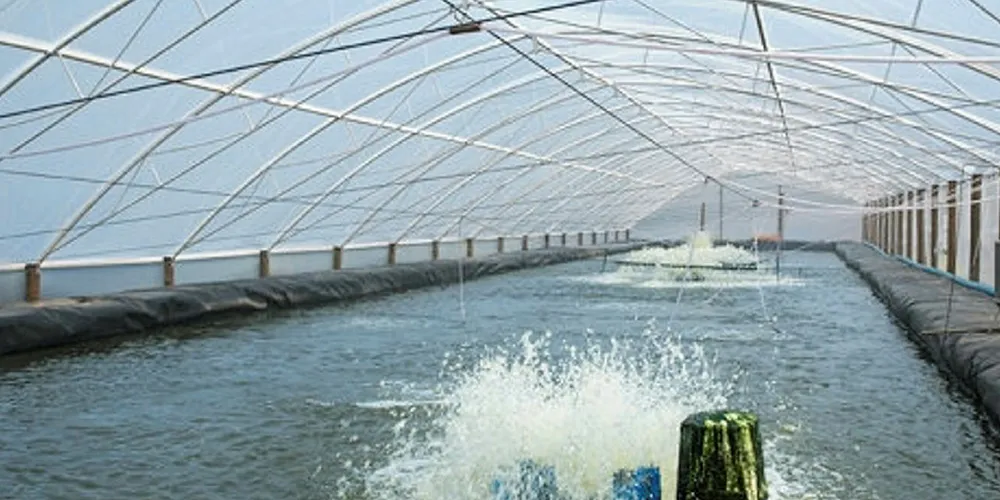 Greenhouse coverings are boosting Brazilian shrimp production.