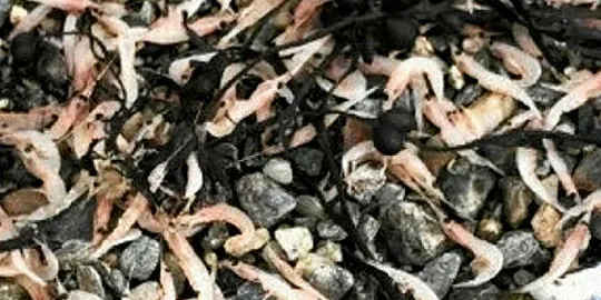 VINDAFJORD: Det lå store mengder døde krill i strandsonen i Sandeidfjorden i Vindafjord kommune i Rogaland.