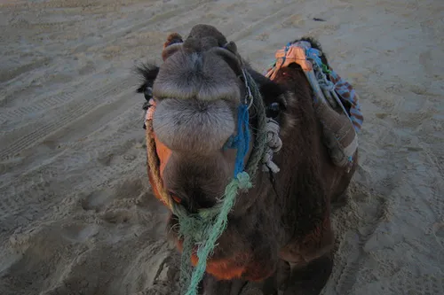 Sitting pretty: a camel in Tunisia, where Exxoil is drilling the Serdouk prospect