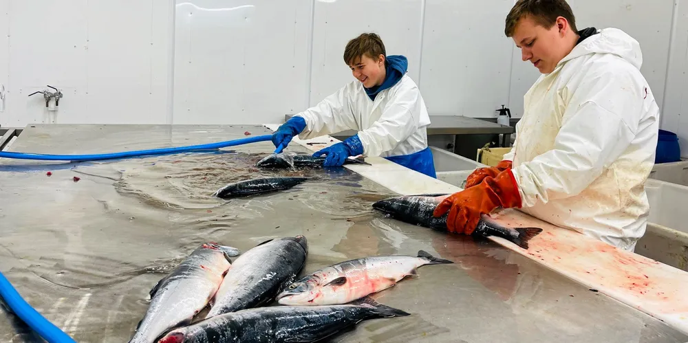 Glenn Johansen (t.v.) og Marcus Abrahamsen har sommerjobb hos Lyder Fisk og tar seg blant annet en liten mengde pukkellaks som er kjøpt inn som et eksperiment.