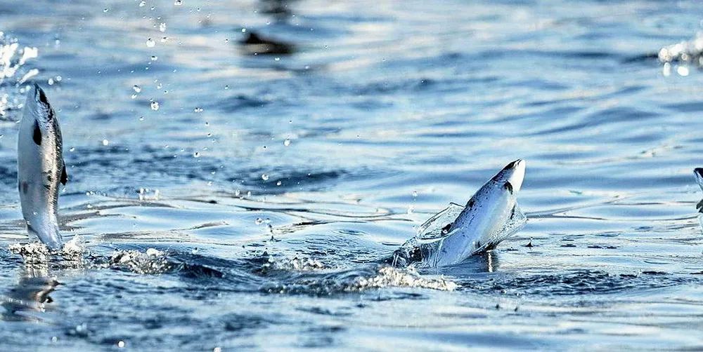 Salmon farmer Cermaq lost between 40,000 to 50,000 trout in an escape from its Cermaq Chile site.