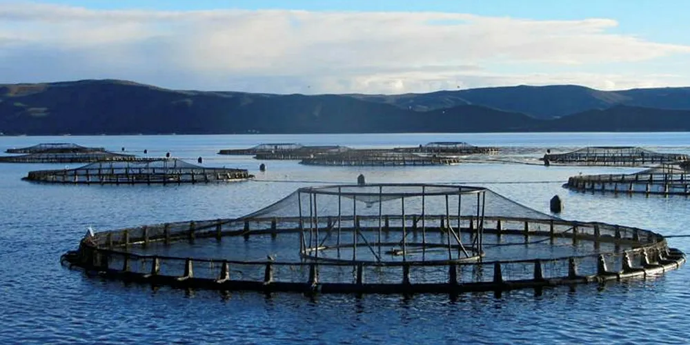 Tassal earnings lifted by strong salmon sales, shrimp investments