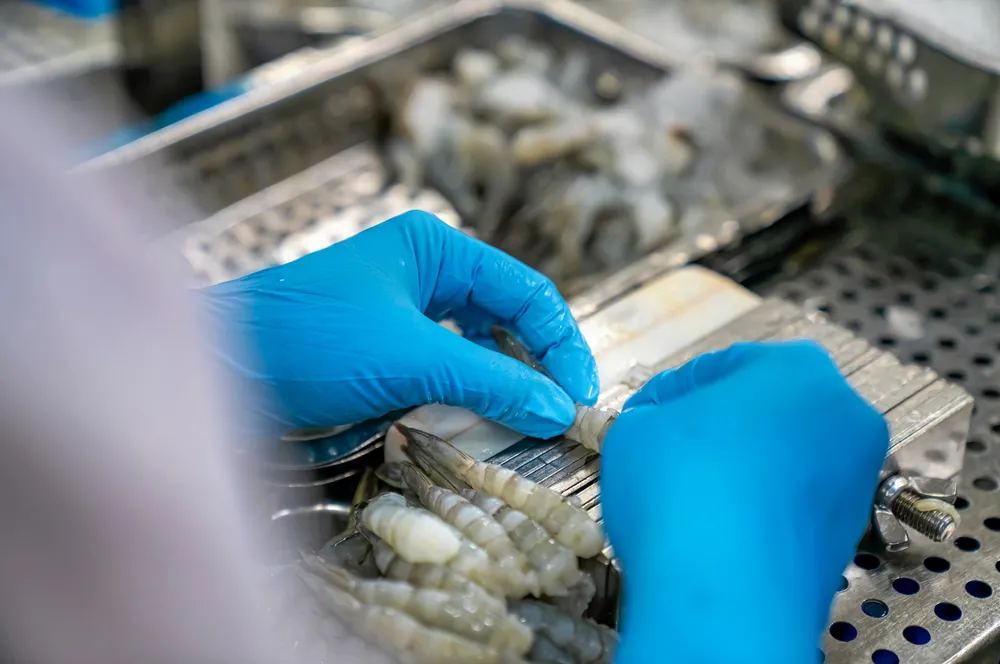The report calls for urgent changes in the way supermarkets source their shrimp. It recommends that supermarkets pay prices that reflect the true cost of sustainable production, about 1.5 to 2 times the current prices.