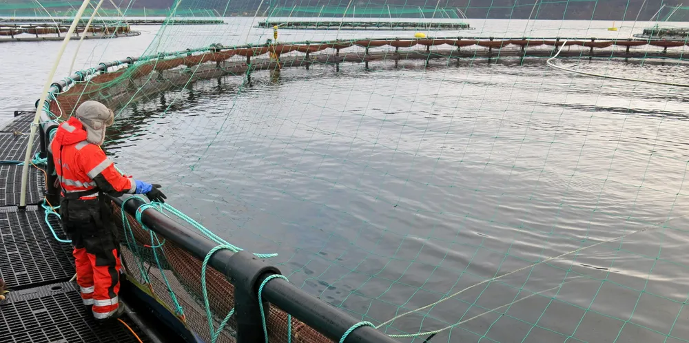 PRODUKSJONSAVGIFTEN KOMMER SNART: En lakselokalitet til Cermaq ved Seiland i Vest-Finnmark. Laksen her produseres på ordinære matfiskkonsesjoner. Fra 1. januar innføres det produksjonsavgift på lakse- og ørretoppdrett.