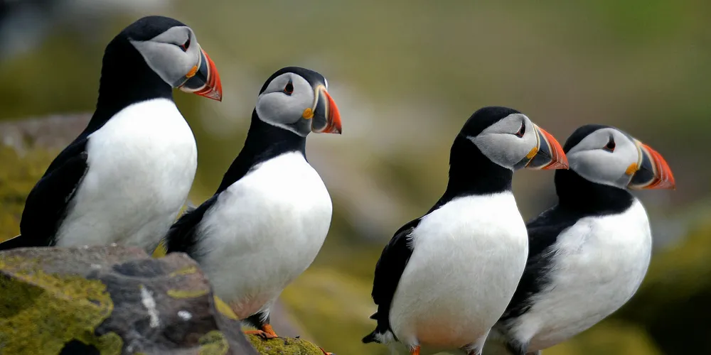 The RSPB is worried about the effect on birds.