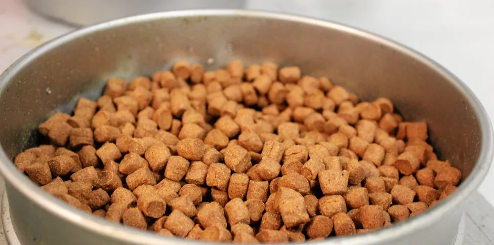 Presset på den globale tilgjengeligheten av råvarer og behovet for å produsere mer bærekraftig fôr skaper et sterkt momentum for insektingredienser, uttaler Anneke van de Geijn, kommersiell sjef hos den nederlandske insektmelprodusenten Protix.