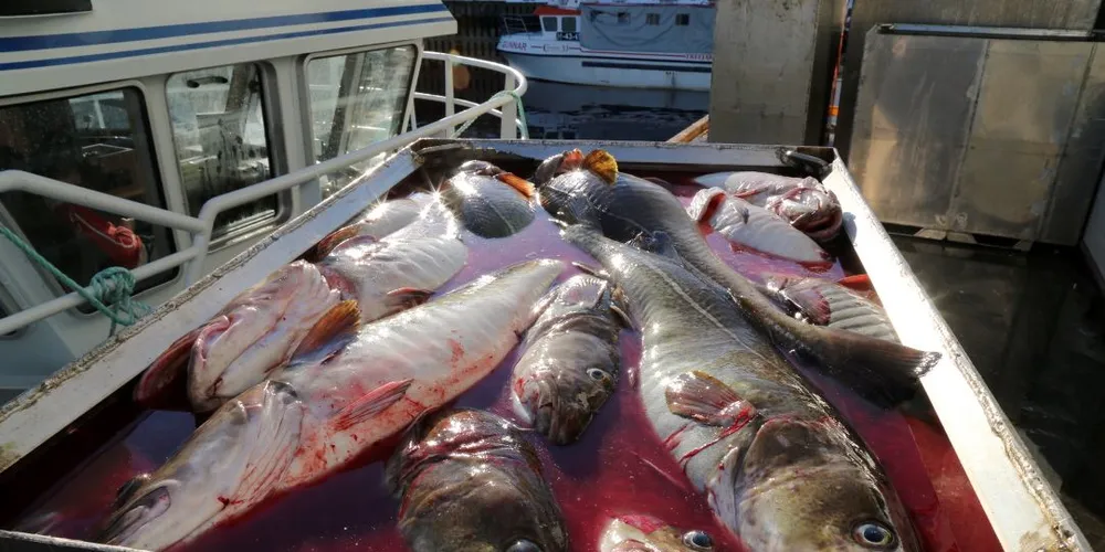 Skrei oppbevart i blodvann er ingen ideell løsning hvis kvaliteten skal bevares best mulig. Foto: Jon Eirik Olsen