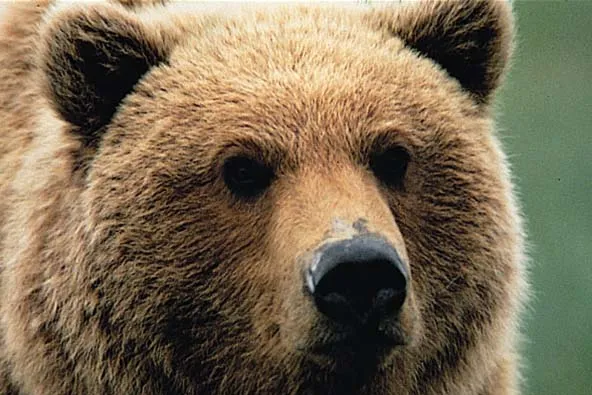 In hibernation: brown bear