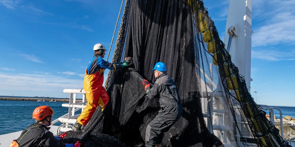 «Svanaug Elise» leverer sin første sildefangst høsten 2021 til Grøntvedt Pelagic på Uthaug.
