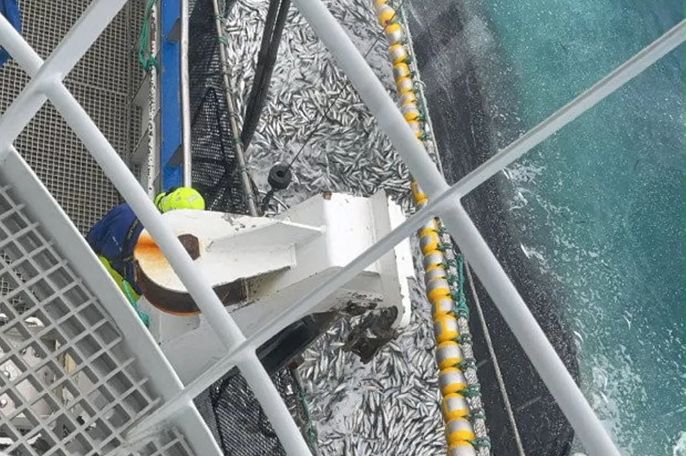 Forskerne anbefaler et lavere fiskerpress på nordsjøsilda neste år. Her fra årets fiske.