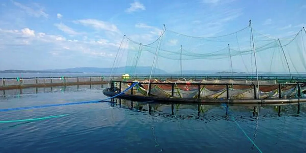 Illustrasjonsfoto av en av Bremnes Seashores «snorkelmerder».