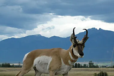 Running to Wyoming: Red Bird, Aethon buy Encana assets