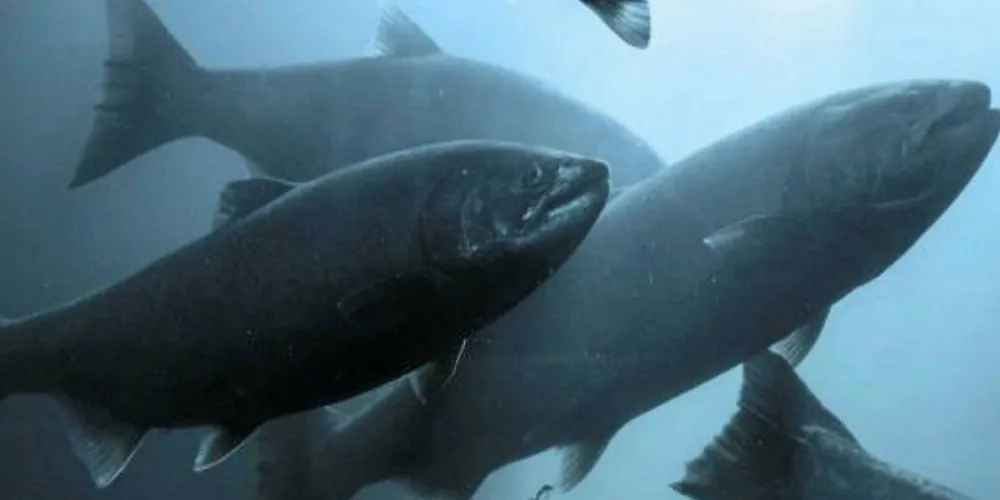 Land based salmon has a must-solve problem.