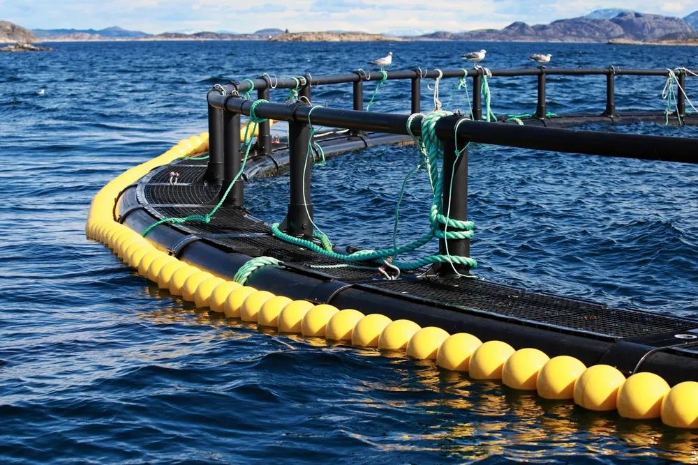Oregon wants to make sure that netpens like the one pictured here are not allowed to operate in state waters.