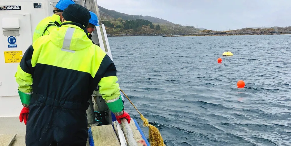 Taredyrking skal bli ny næring i Rødøy. Planen er å være i gang med full drift neste år.