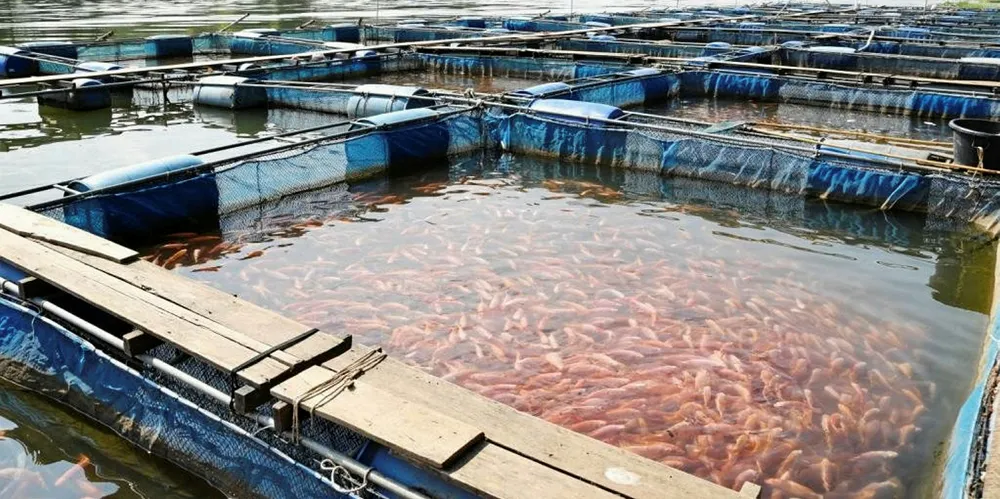 Aquaculture in India.