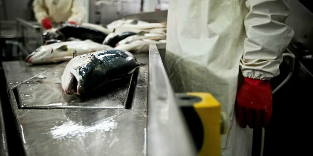 The prices of farmed salmon dipped across all weight classes.