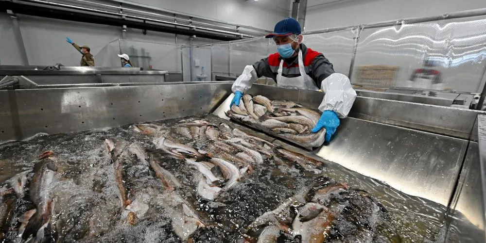 Russian Fishery Company (RFC), one of the country's largest producers of whitefish, kick-started commercial production at its pollock processing facility in Primoriye in the Far East, which was built as part of Russia's investment quota program.
